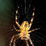 araignee- kreutzspinne